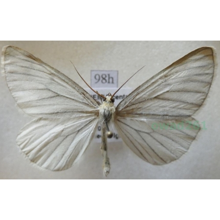 Siona lineata (Scopoli, 1763) Dyblik lniaczek Czech98h